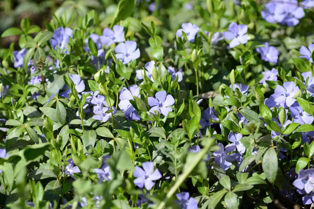 Periwinkle is a popular evergreen plant used for edging.