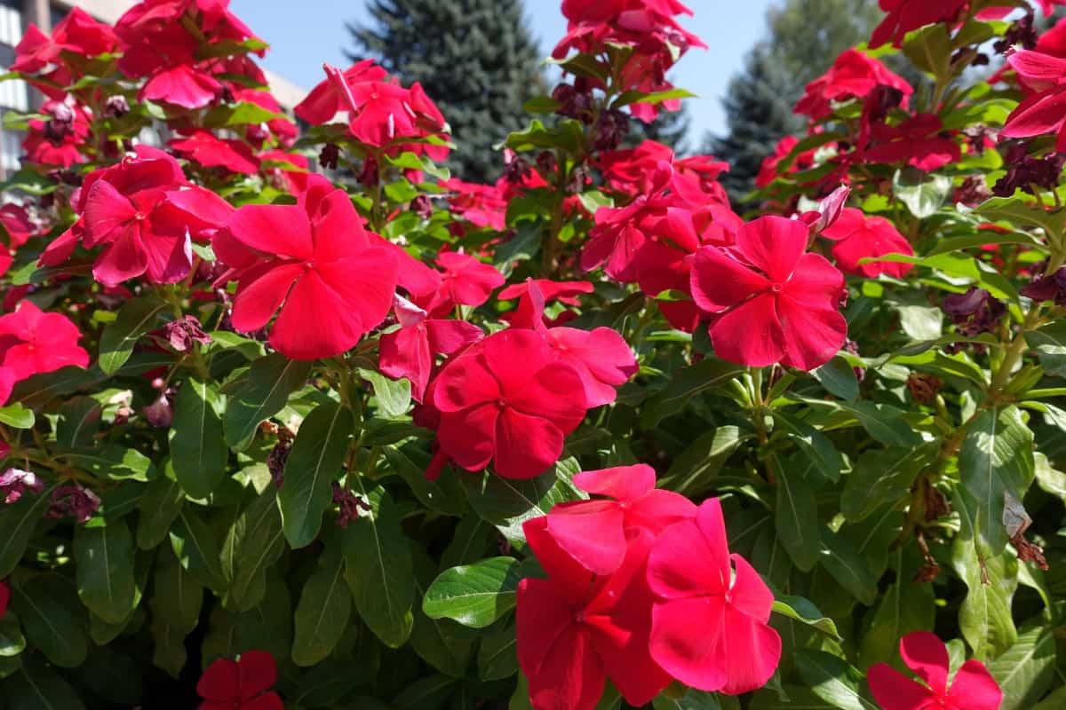 Periwinkle or vinca spreads quickly.