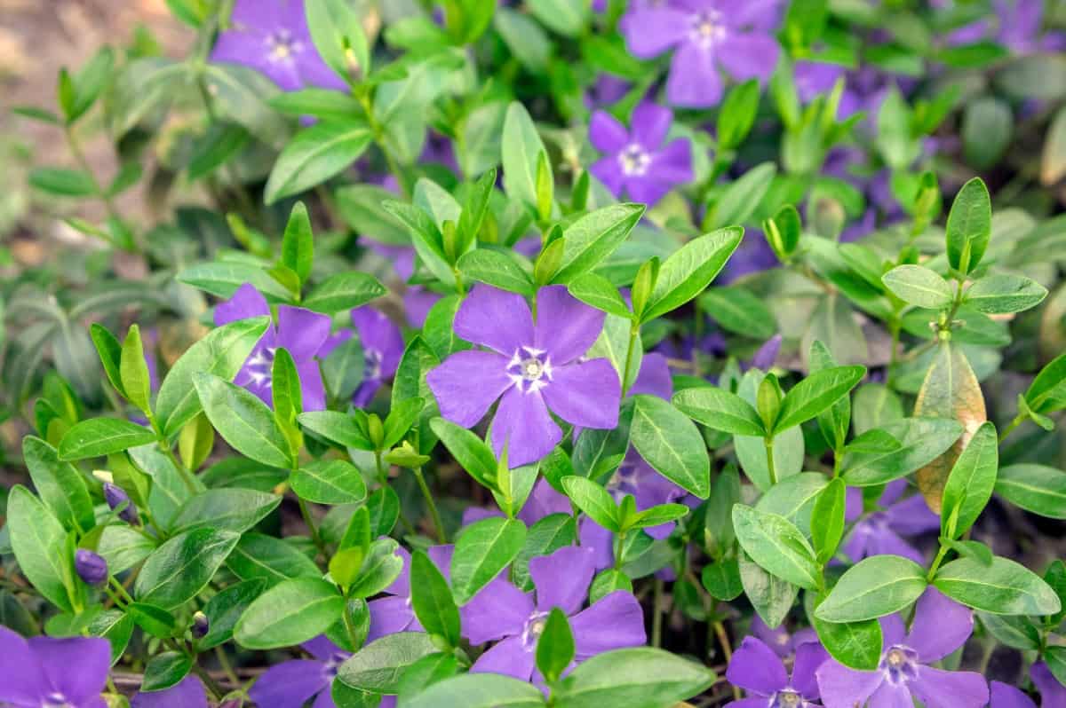 Periwinkle forms a thick mat of vegetation and flowers.