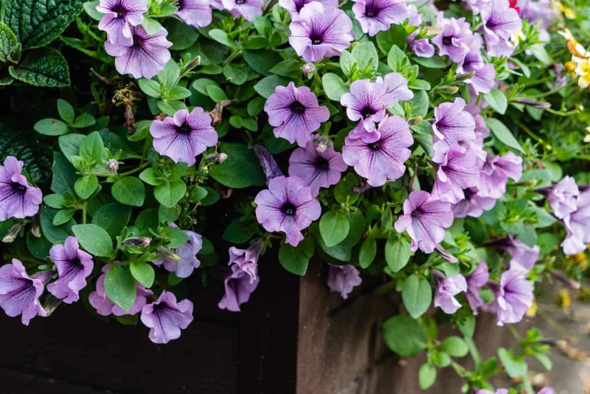 Petunias are related to tobacco plants.