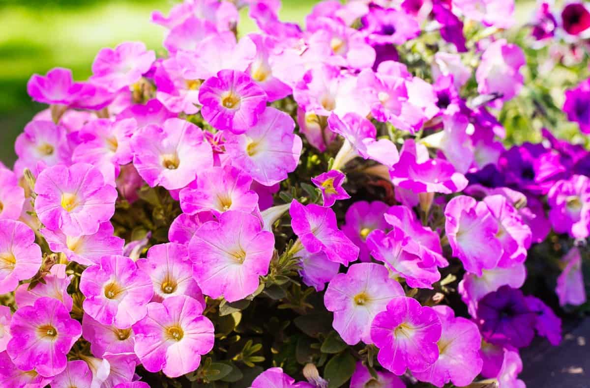 Petunias offer continuous blooms.