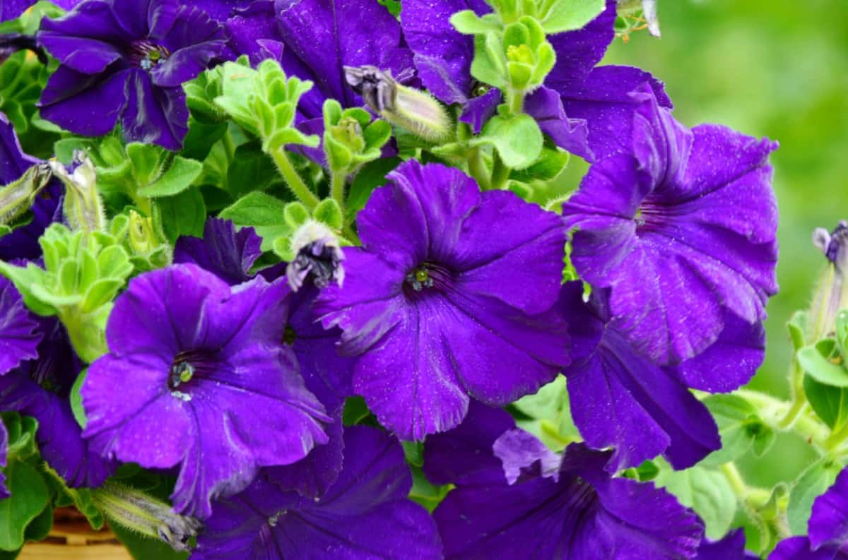 Petunias grow best from transplants rather than from seeds.