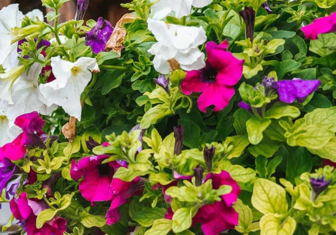 Petunias are popular summer annuals.