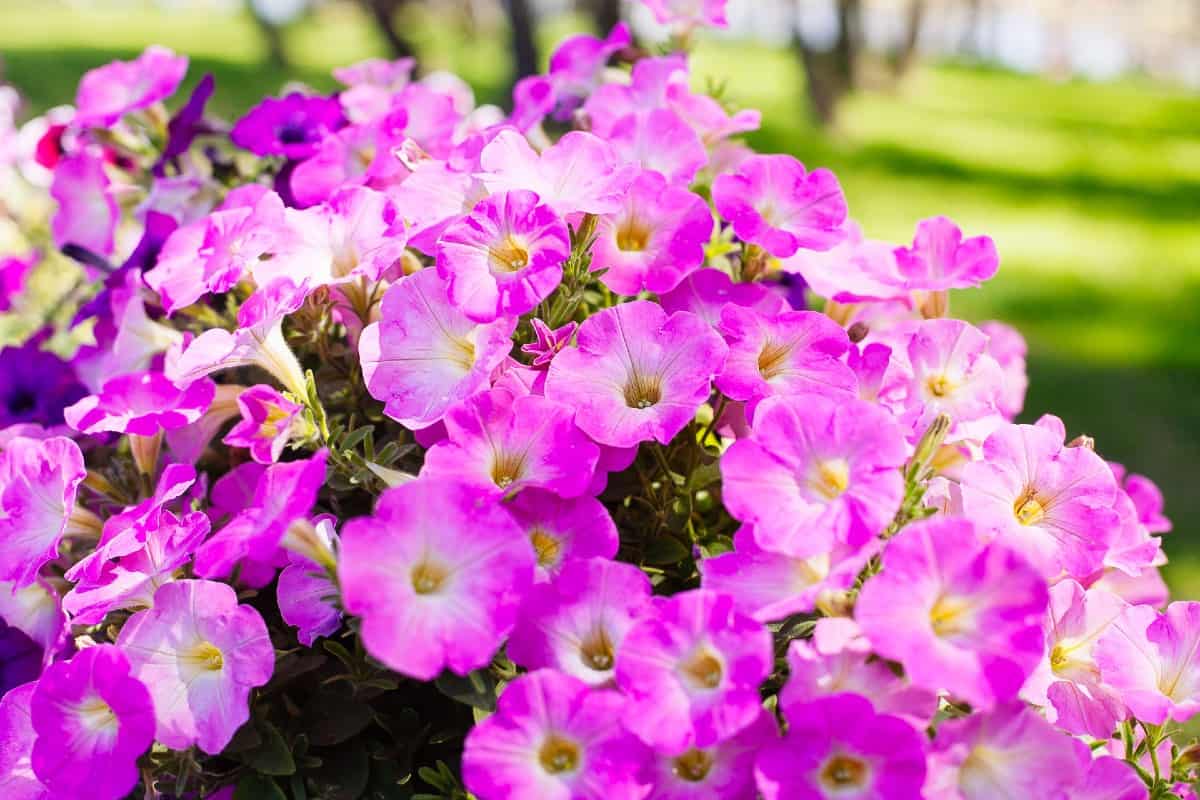 People love the long-blooming time of petunias.