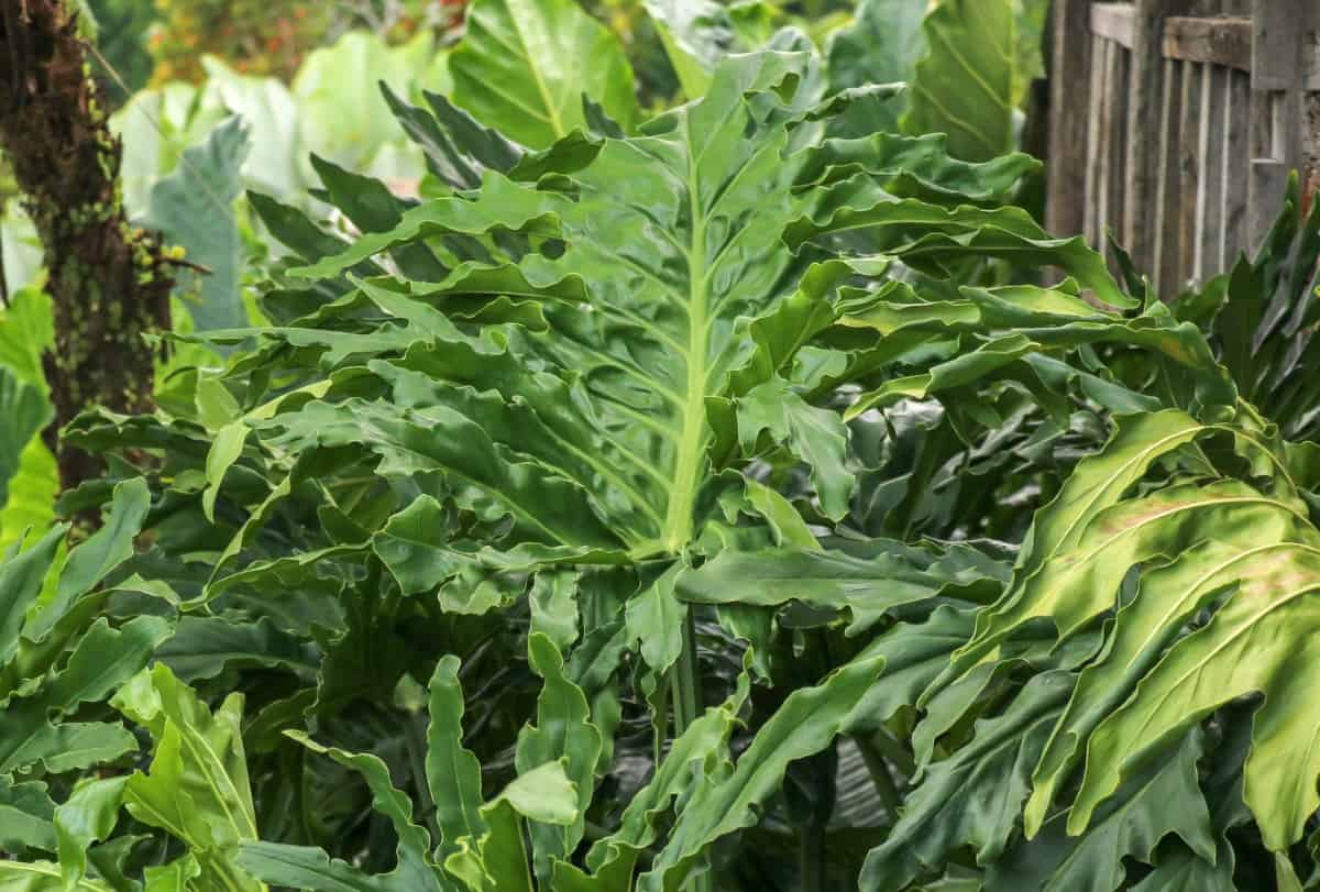 Philodendrons are popular houseplants.