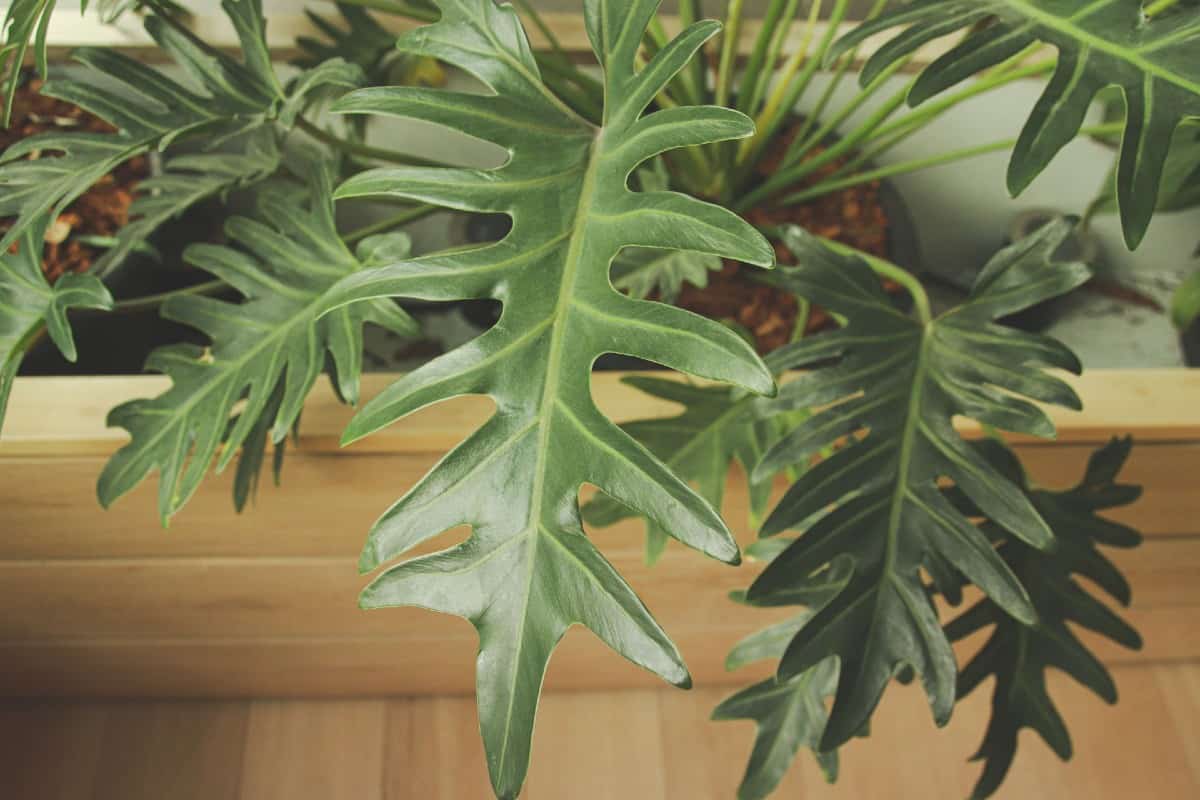 Philodendrons don't mind low light conditions.