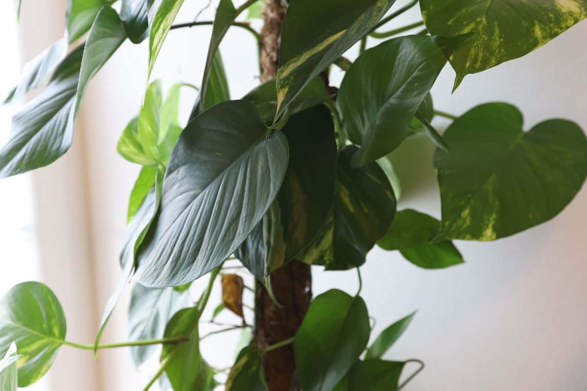 Philodendrons are tropical-looking air cleaners.