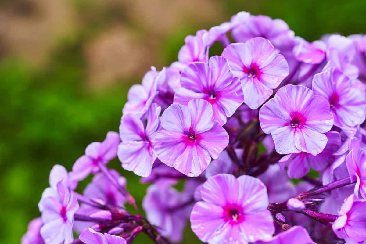 Deer and rabbits enjoy phlox just as much as the hummingbirds do.