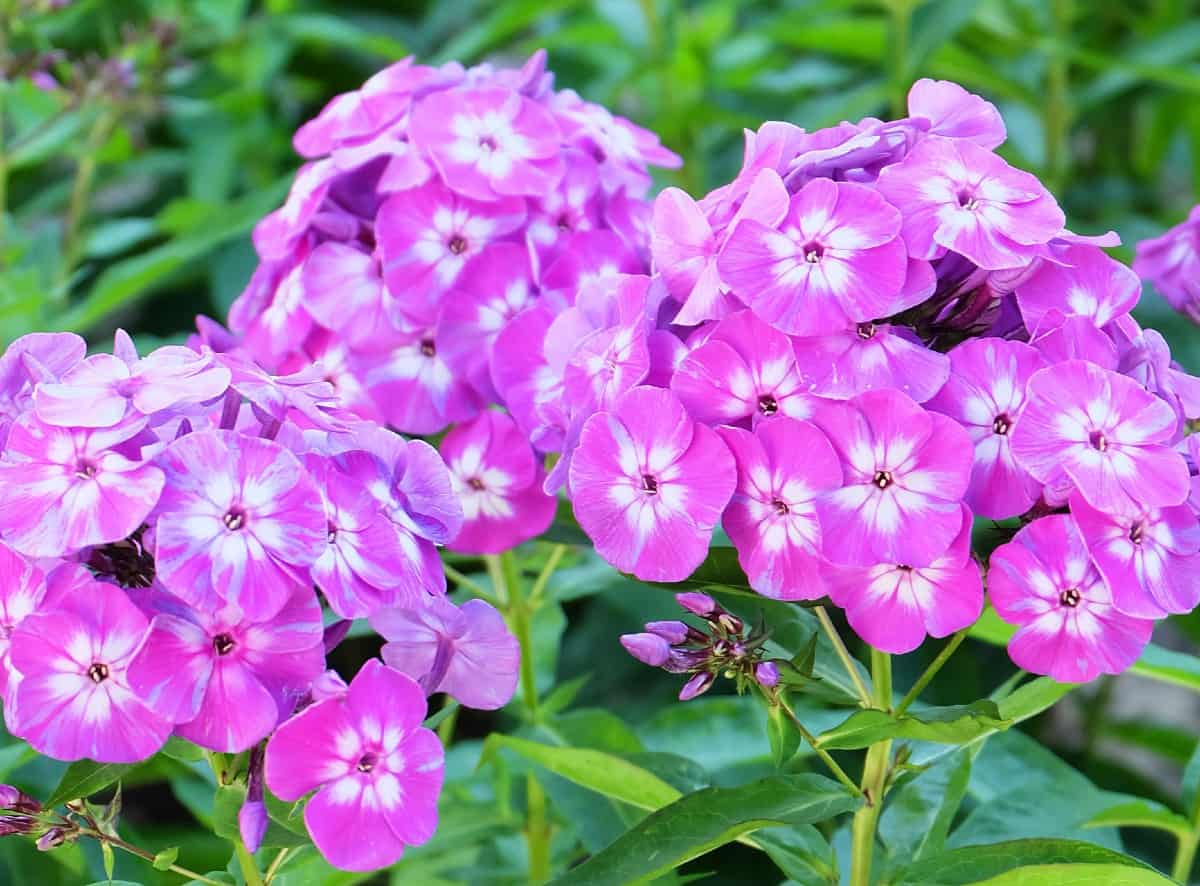Phlox has a pleasant fragrance when it blooms in summer.