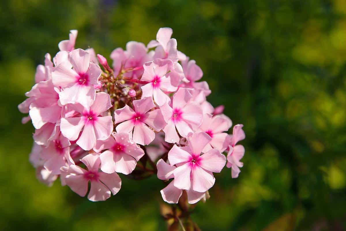 Phlox flowers typically bloom mid-summer.