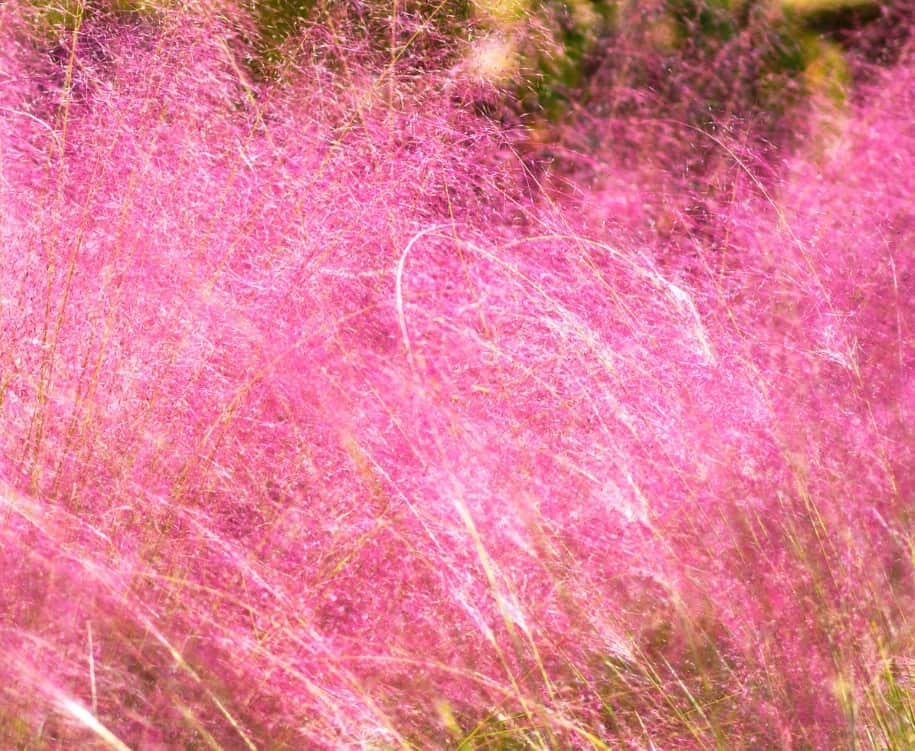 Pink muhly grass has attractive pink flowers.