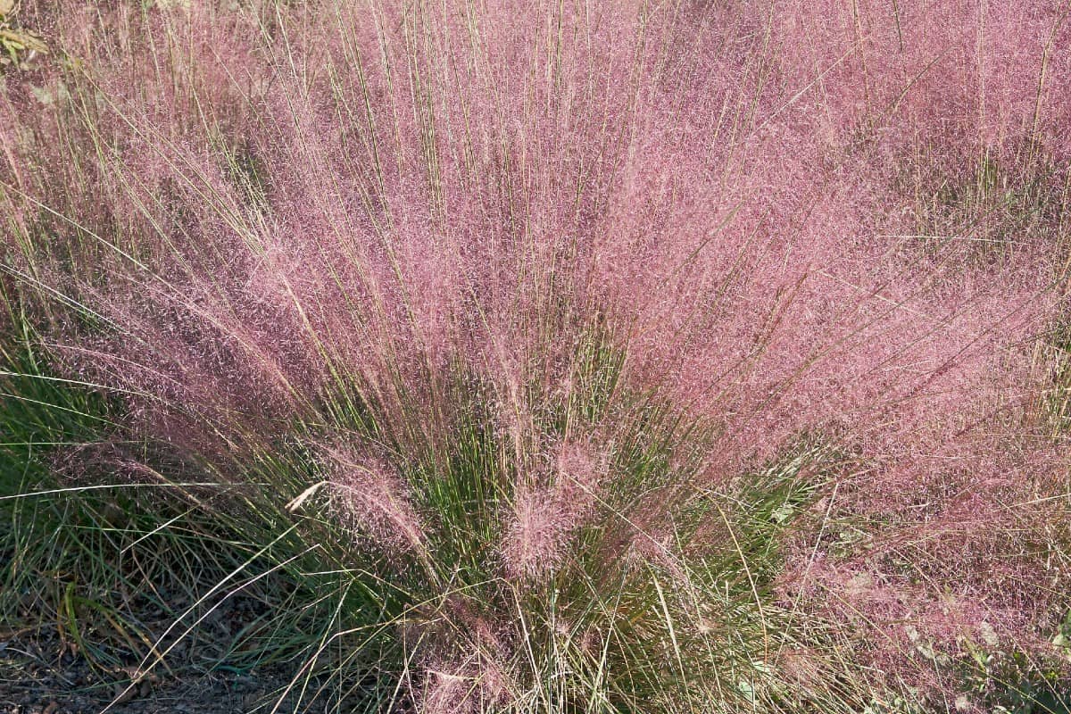 There is no mistaking the bright pink of pink muhly grass.