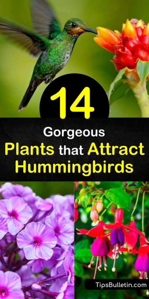 Discover plants that attract hummingbirds with vibrant colors and sweet nectar. Plant monarda and lobelia varieties to attract pollinators of all kinds and contribute to thriving ecosystems. Add Columbine and Butterfly Bush for lovely flowers for all to enjoy. #plants #attract #hummingbirds