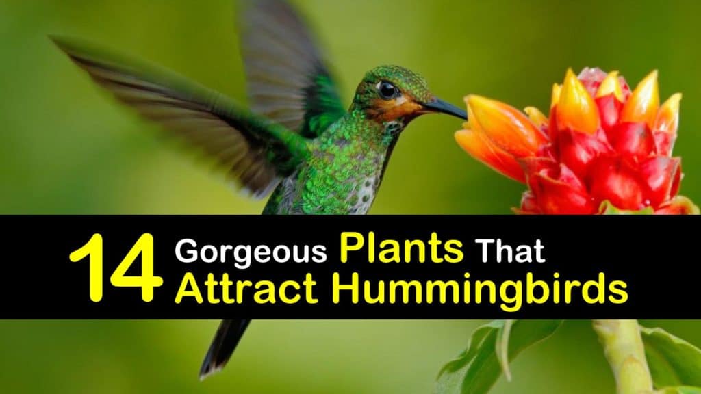 Plants that Attract Hummingbirds titleimg1