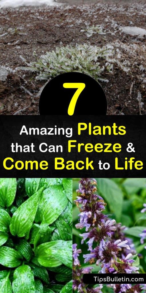 Combat cold weather and a hard freeze from the early spring with these plants that have built-in frost protection. Their hardiness withstands frosts from the early spring and late winter and only requires plucking the dead leaves. #plants #regrow #freezing