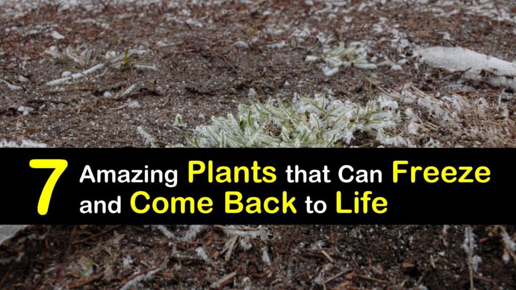 Plants that Regrow After Freezing titleimg1