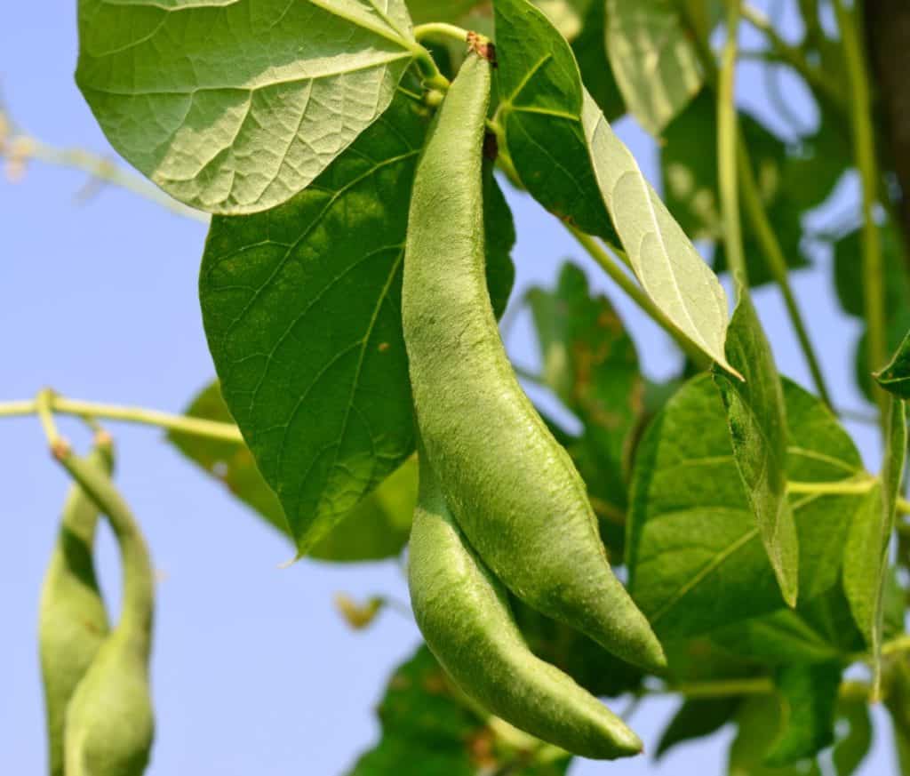 Pole beans grow as vines.