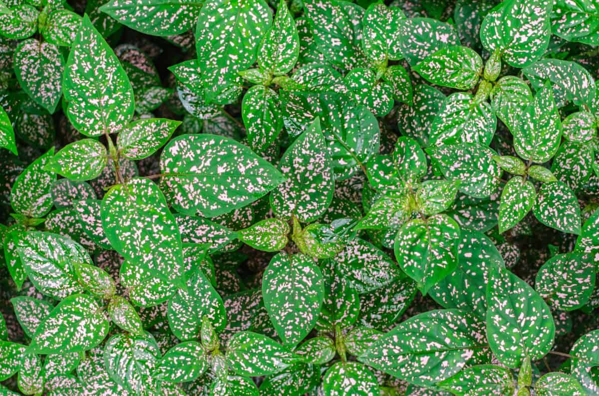 Polka dot plants look like they have been splattered with paint.