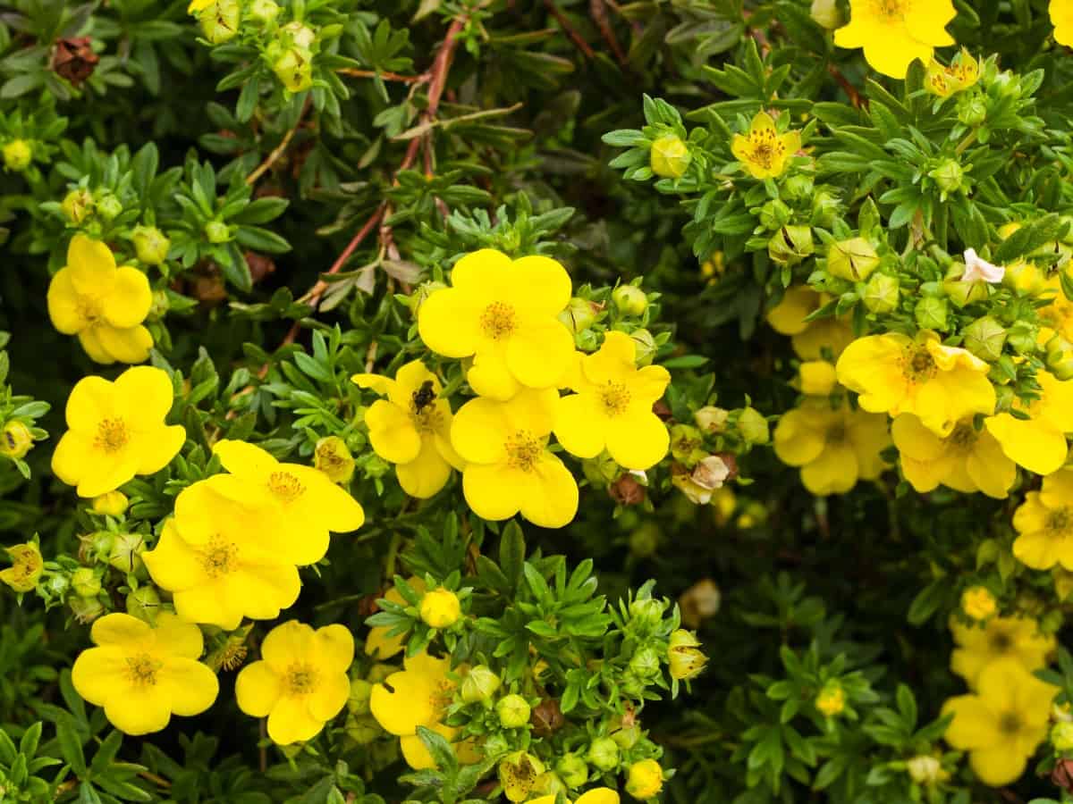 Potentilla is a low-maintenance shrub.