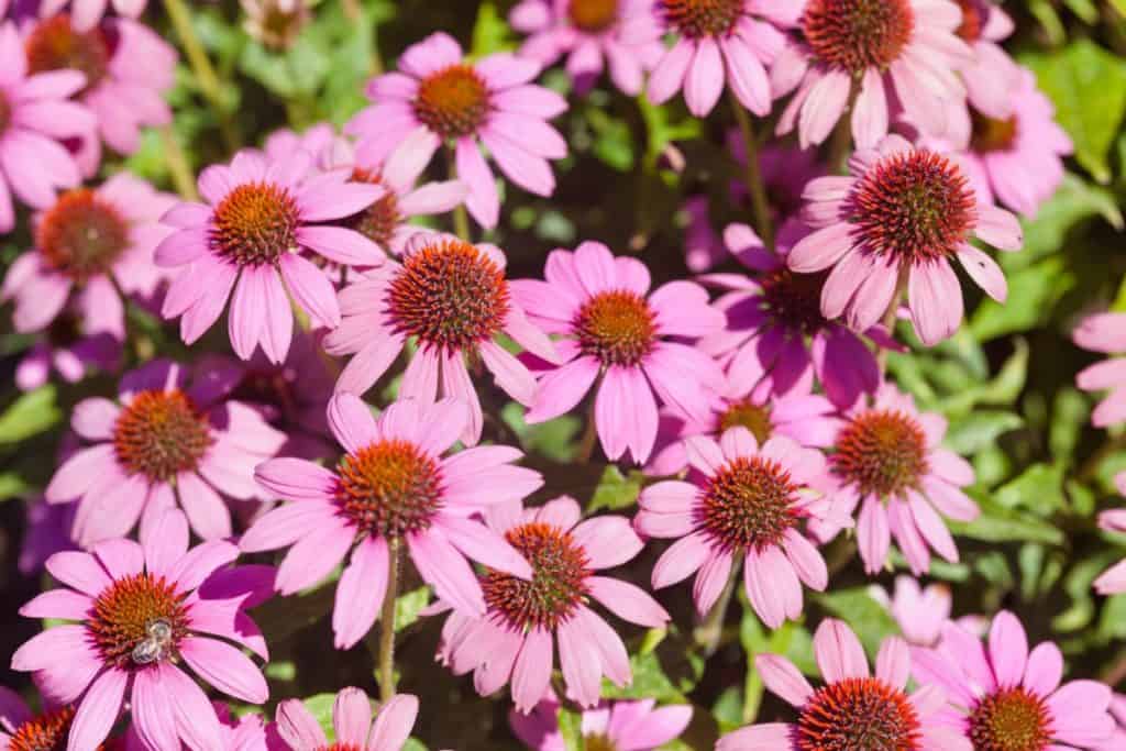 Purple coneflowers are perennials.