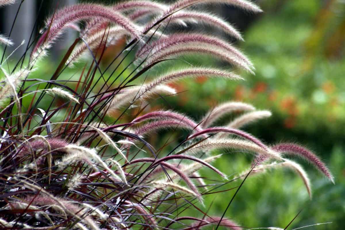 Purple fountain grass makes a dramatic statement wherever you plant it.