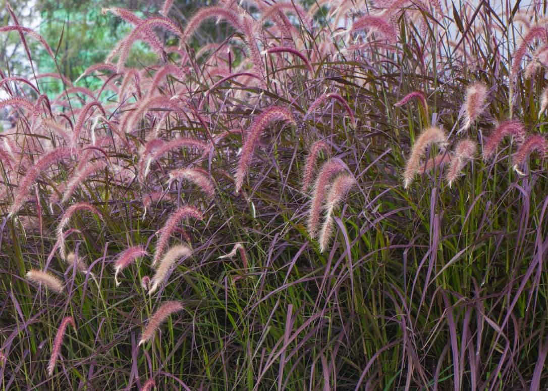 Purple fountain grass makes an attractive garden accent.