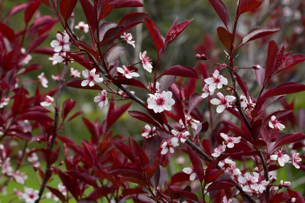 The purple leaf sandcherry is related to roses.