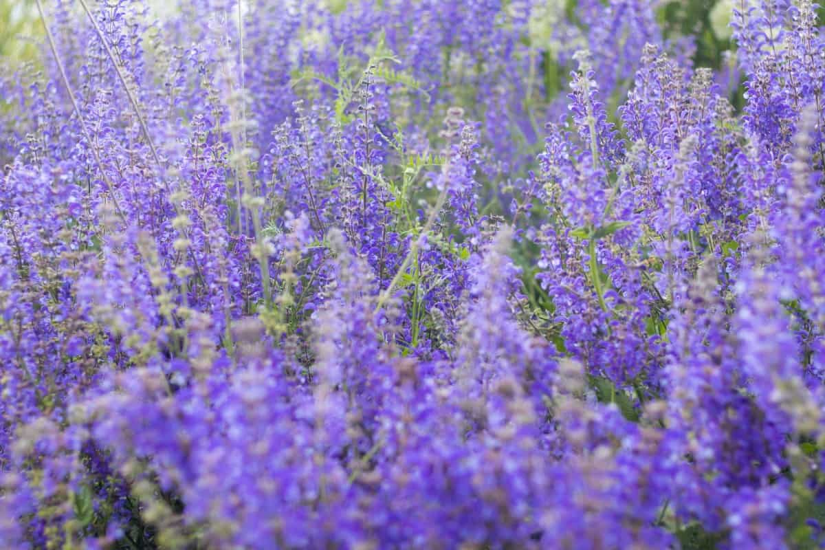 Purple loosestrife spreads quickly and easily becomes a nuisance.