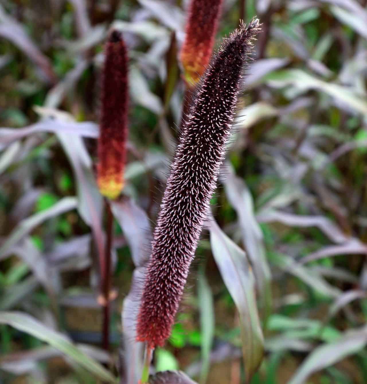 Purple millet stays small all year.