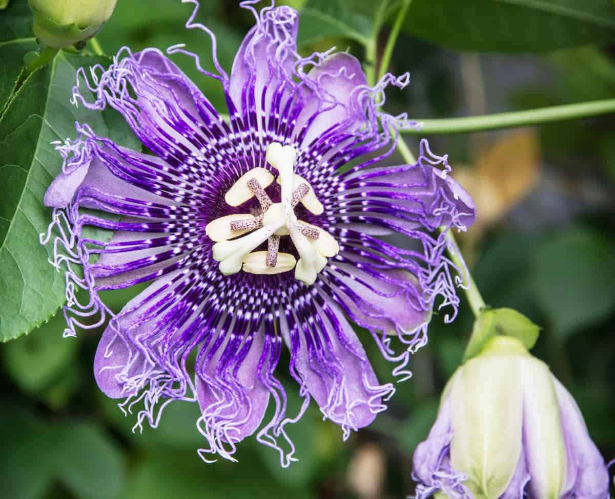 The purple passionflower vine is a beautiful perennial.