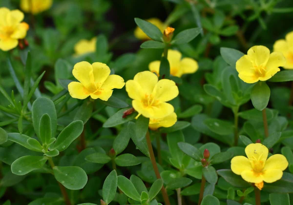 You can cook and eat purslane leaves.