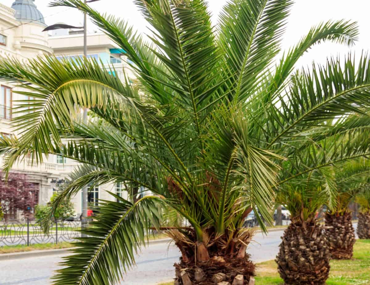 The pygmy date palm is a smaller palm tree that produces purple dates.