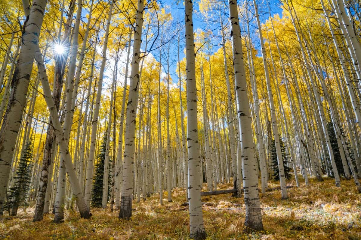 The quaking aspen is a fast-growing tree with yellow fall leaves.