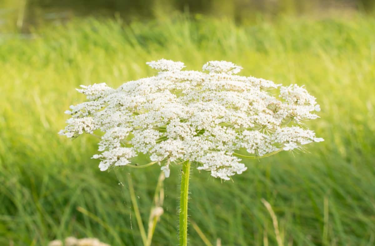 Hoverflies enjoy Queen Anne's lace flowers.