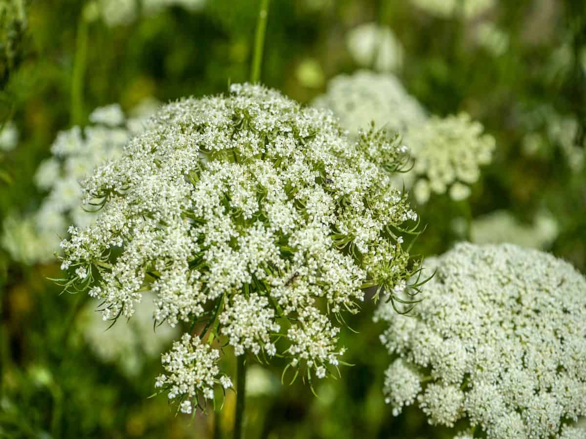 Queen Anne's lace is also called wild carrot because of its aroma.