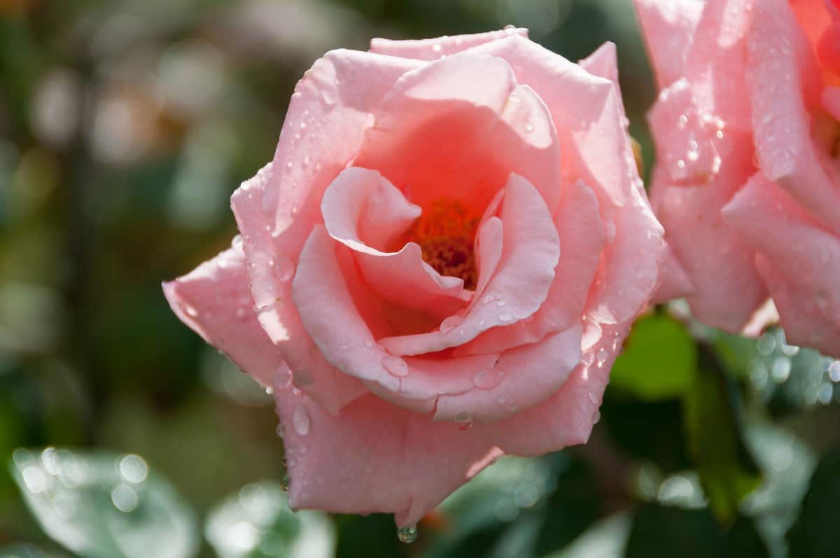 The Queen Elizabeth rose blooms into the fall.