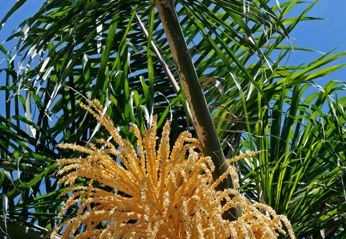 The queen palm requires virtually no maintenance.