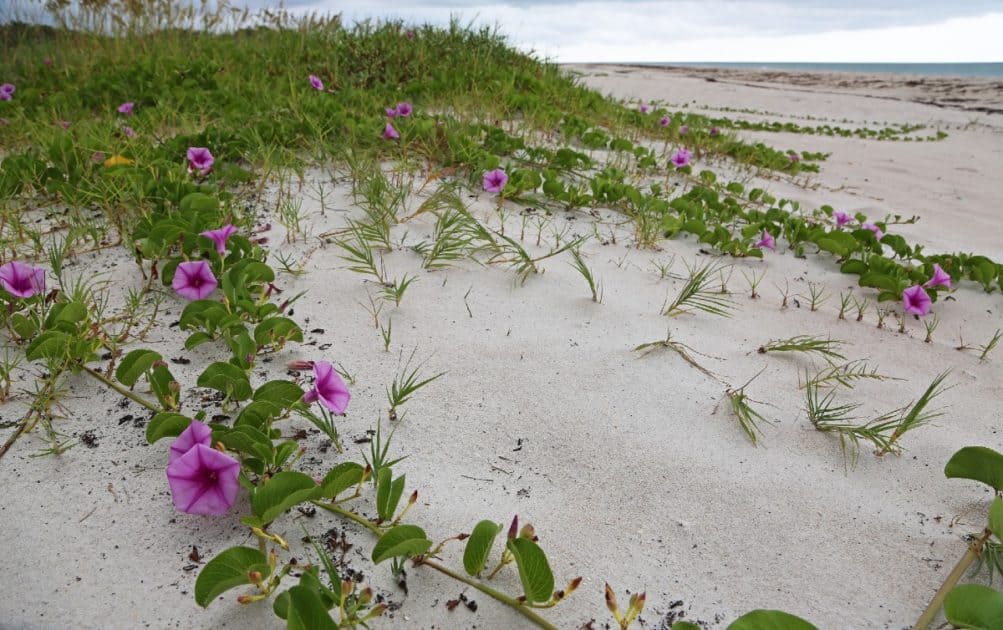 14 Amazing Vines to Spice Up Beaches and Coastal Gardens