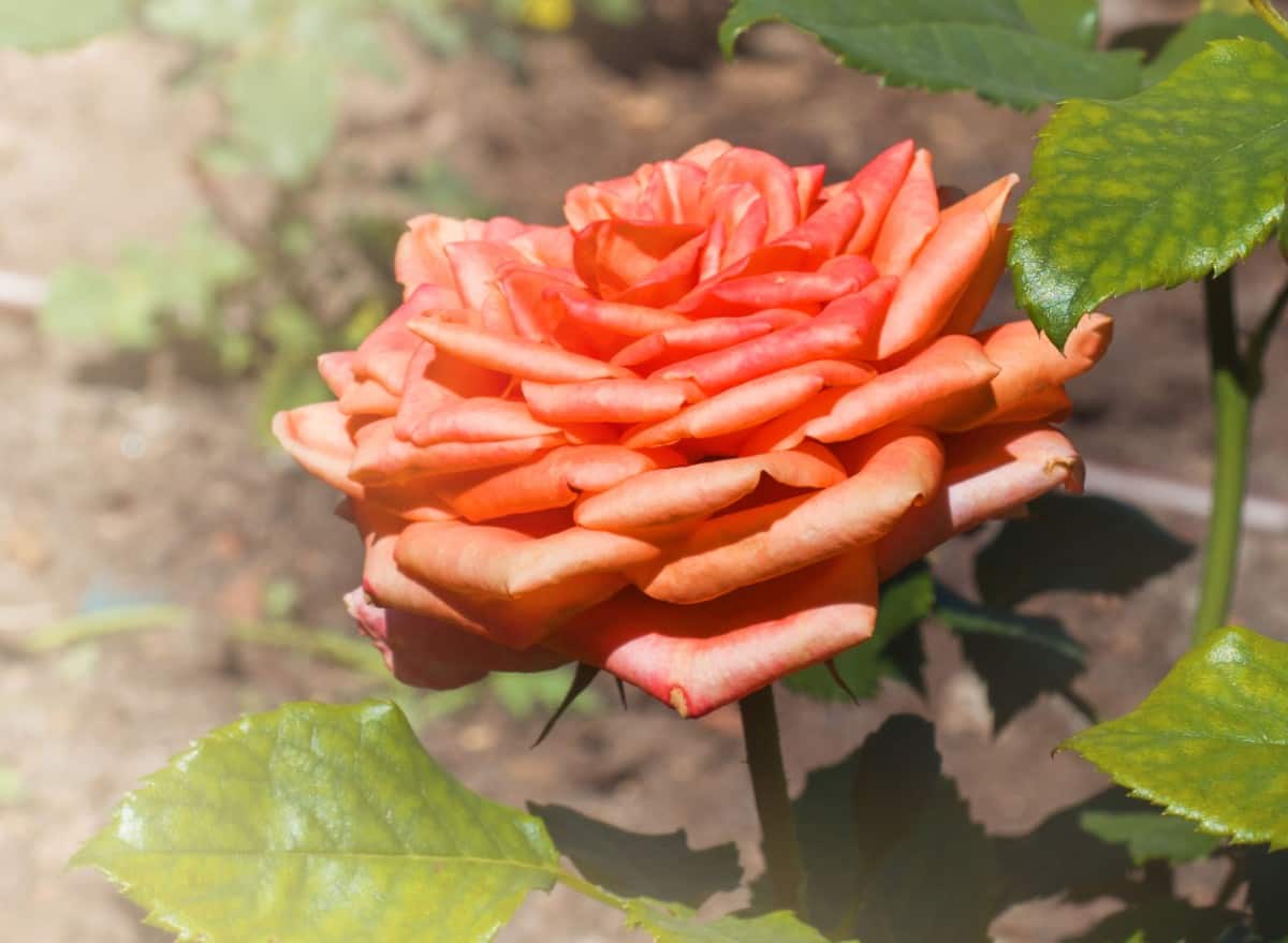 The rambling rose is known for its long stems.