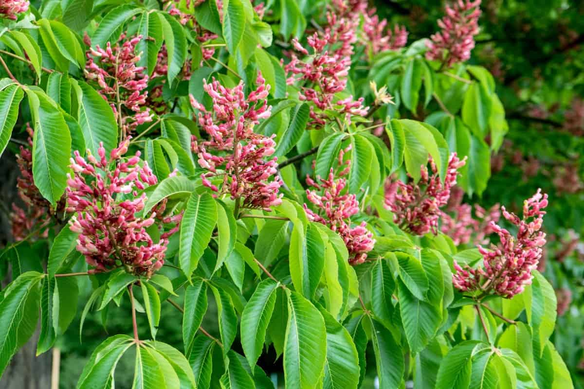 The red buckeye has long-lasting flowers to brighten small spaces.