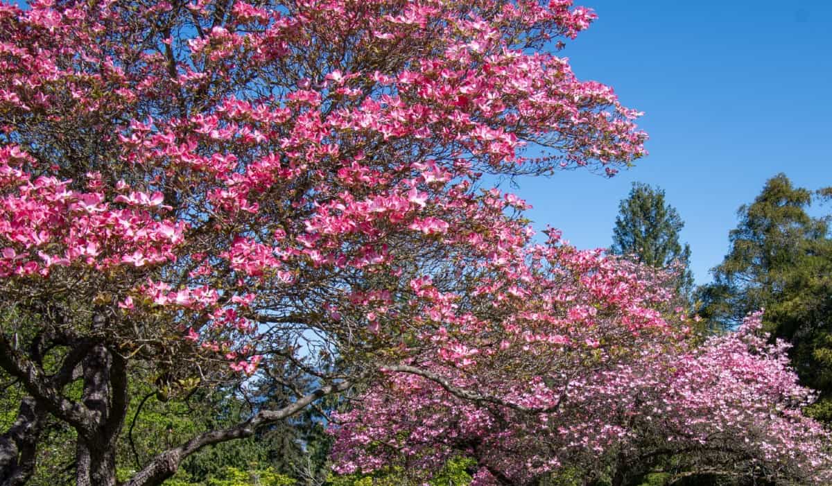 The red dogwood offers four seasons of color.