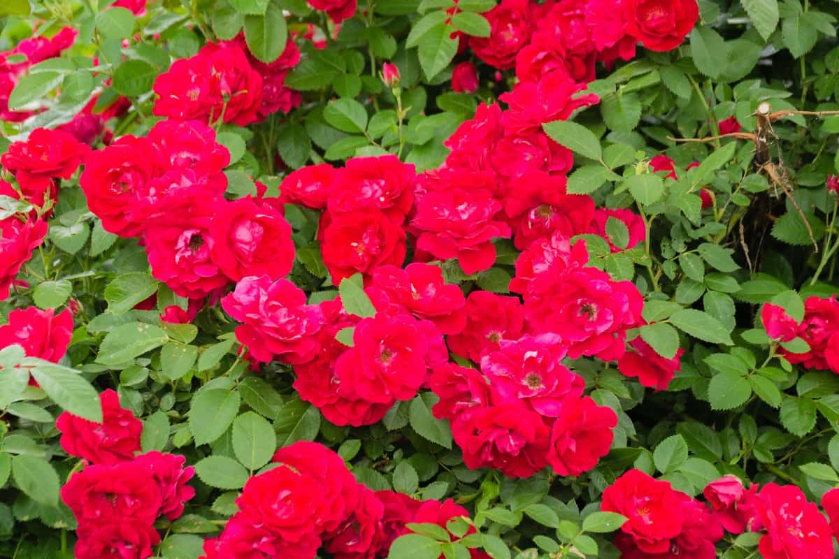 The red drift rose grows 1-2 feet tall.