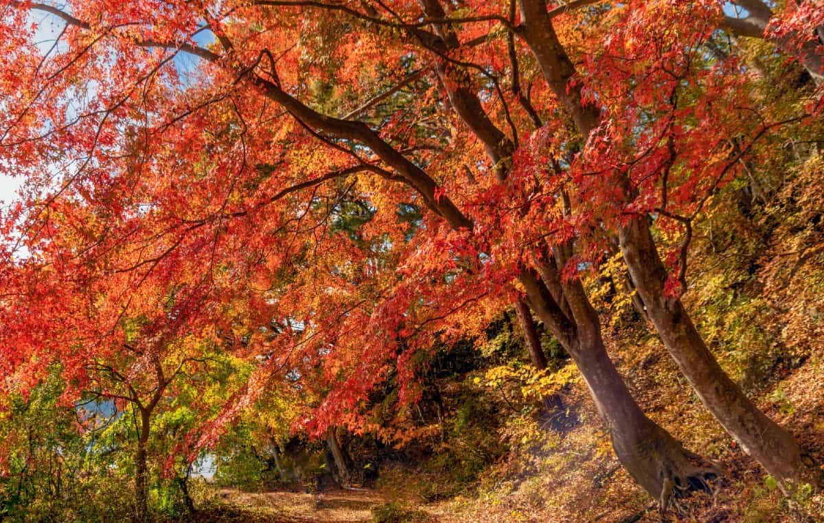 Red maple trees have yellow or red leaves in fall.