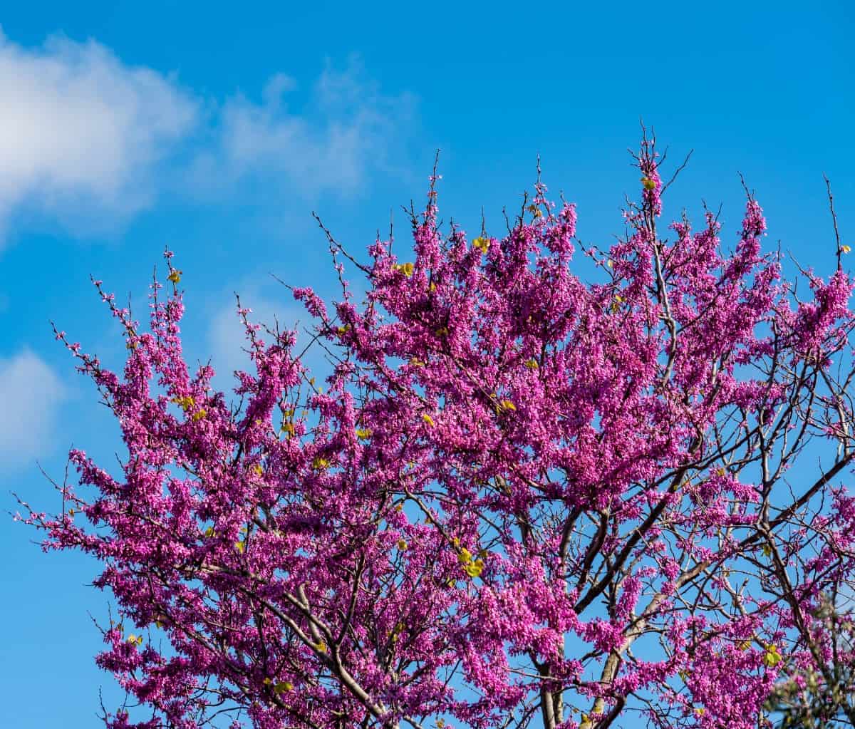 The Oklahoma redbud is one of the earliest blooming trees.