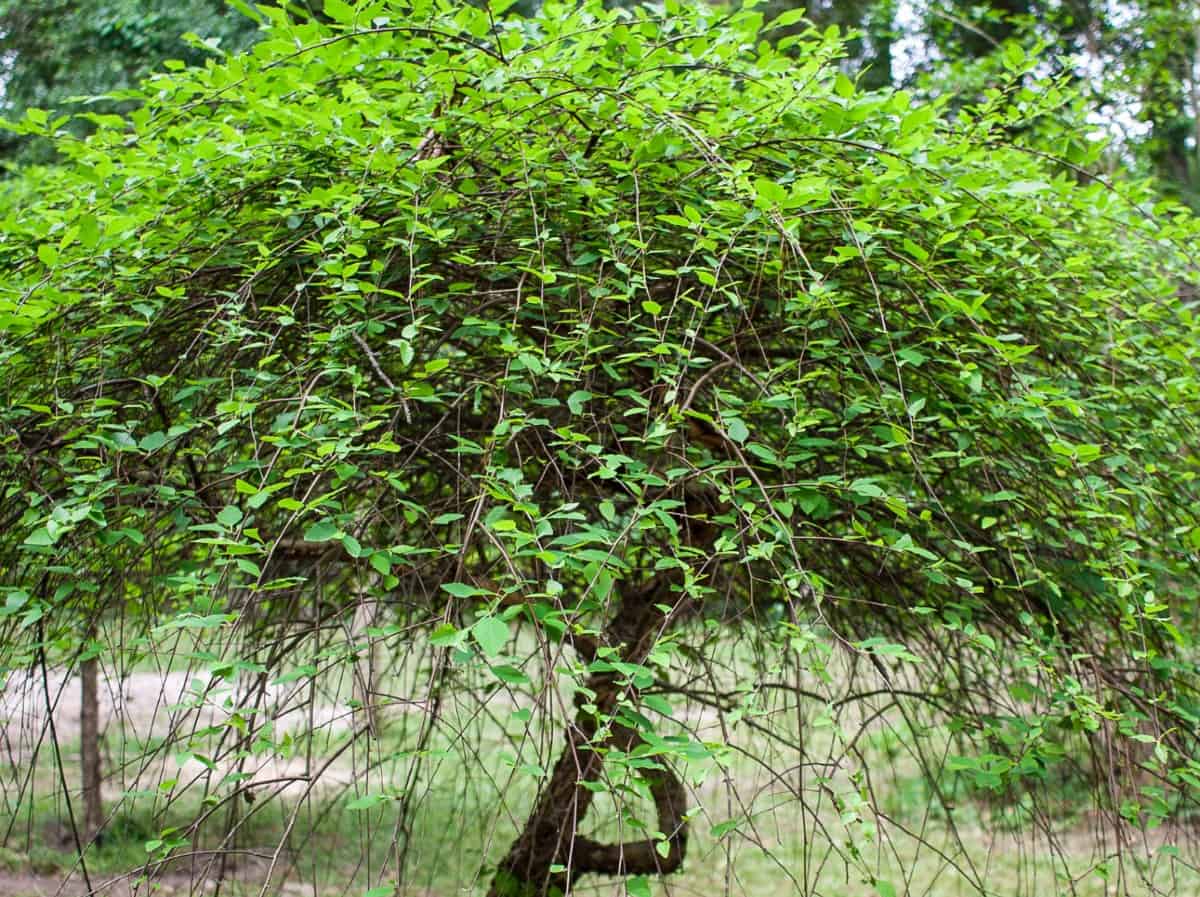 River birch has multiple trunks.