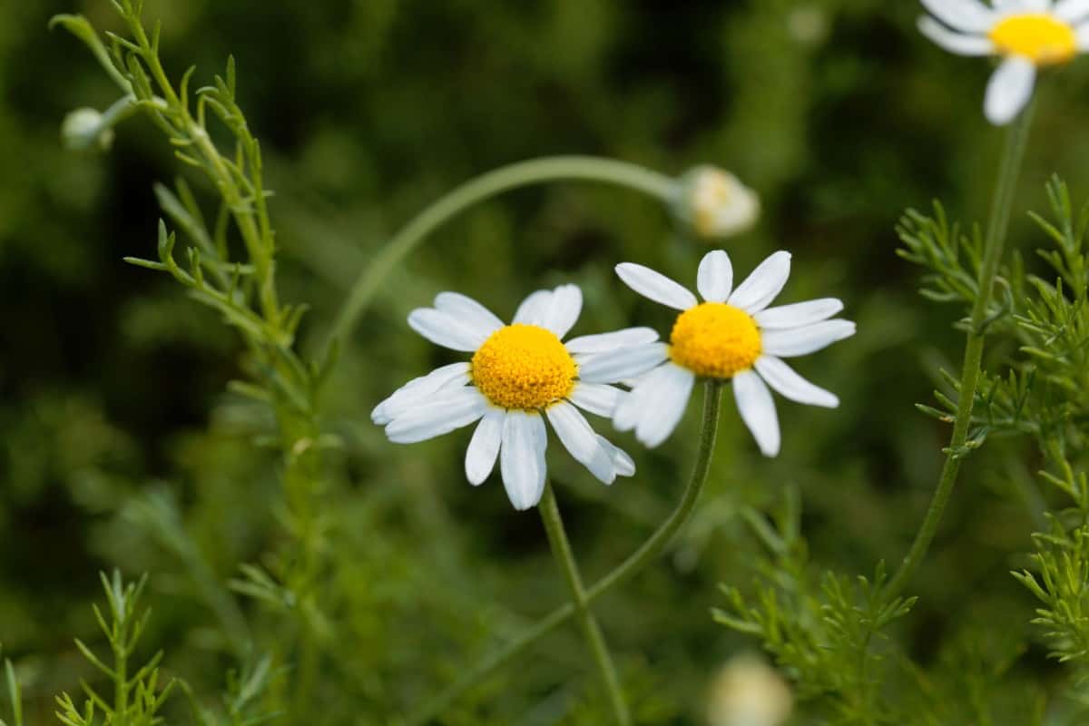 Roman chamomile is an herb that forms a mat on the ground.