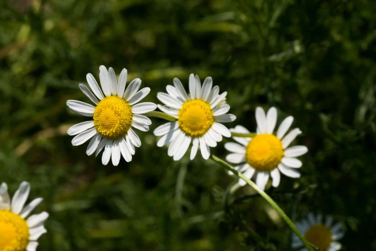 Roman chamomile is a self-seeding perennial herb.