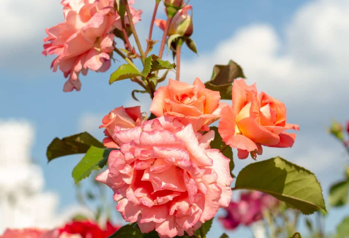 Rosa bonica floribundas are often repeat bloomers.