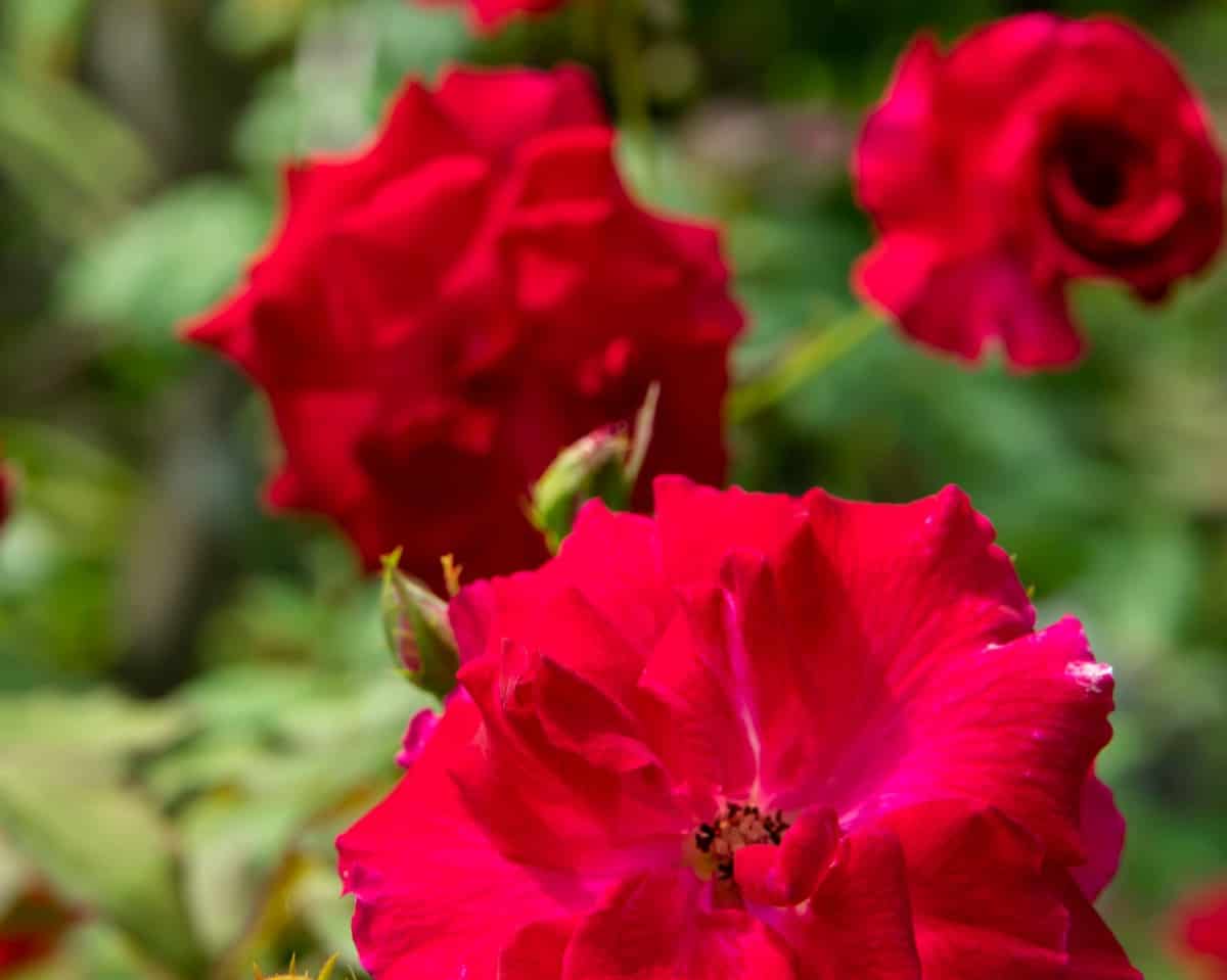 Rosa Carmen is a deep red beach rose.