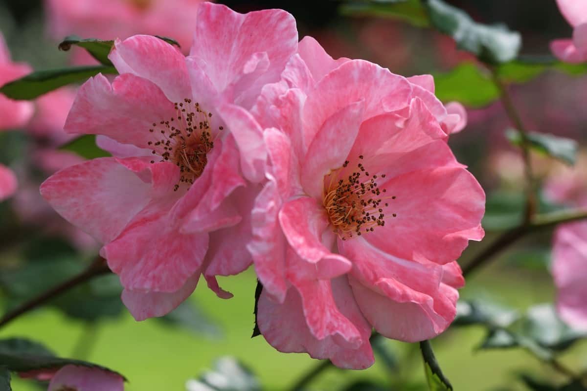 You can find large double flowers on the Rosa Hansa bush.